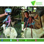 Quality Control: Hewan Ternak Binaan Dompet Dhuafa Jabar Berbobot