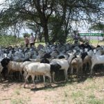 Cerita Relawan Dompet Dhuafa: Tunaikan Amanah Kurban di Somalia